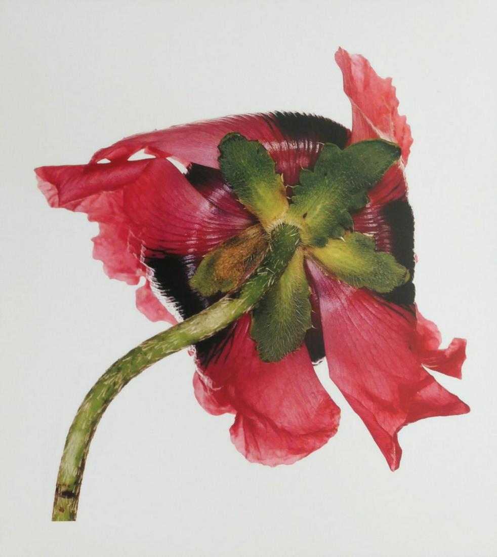 Irving Penn Oriental Poppy Original Photo: 14.5 x 13. Photograph has white border. Taken by Irving Penn in 1968, printed 1999. It comes stamped by the photographer with other details. The photograph is printed on double weight slight gloss pap