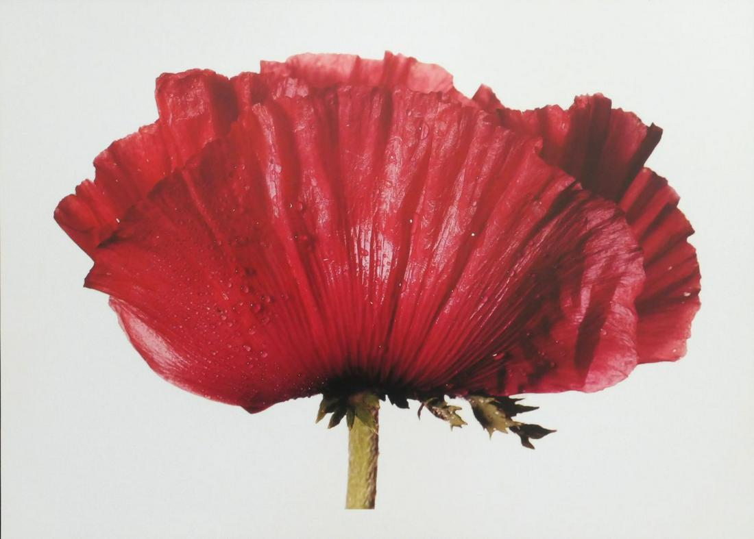 Irving Penn Glowing Embers Original Photo: 17.5 x 12. Photograph has white border. Taken by Irving Penn in 1968, printed 1999. It comes stamped by the photographer with other details. The photograph is printed on double weight slight gloss pap