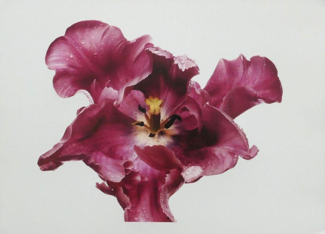 Irving Penn Parrot Tulip Original Photo: Parrot Tulip, 17.5"x13" includes the white border. Taken by Irving Penn and printed in 1999. It comes stamped by the photographer with other details. The photograph is printed on double weight slight 