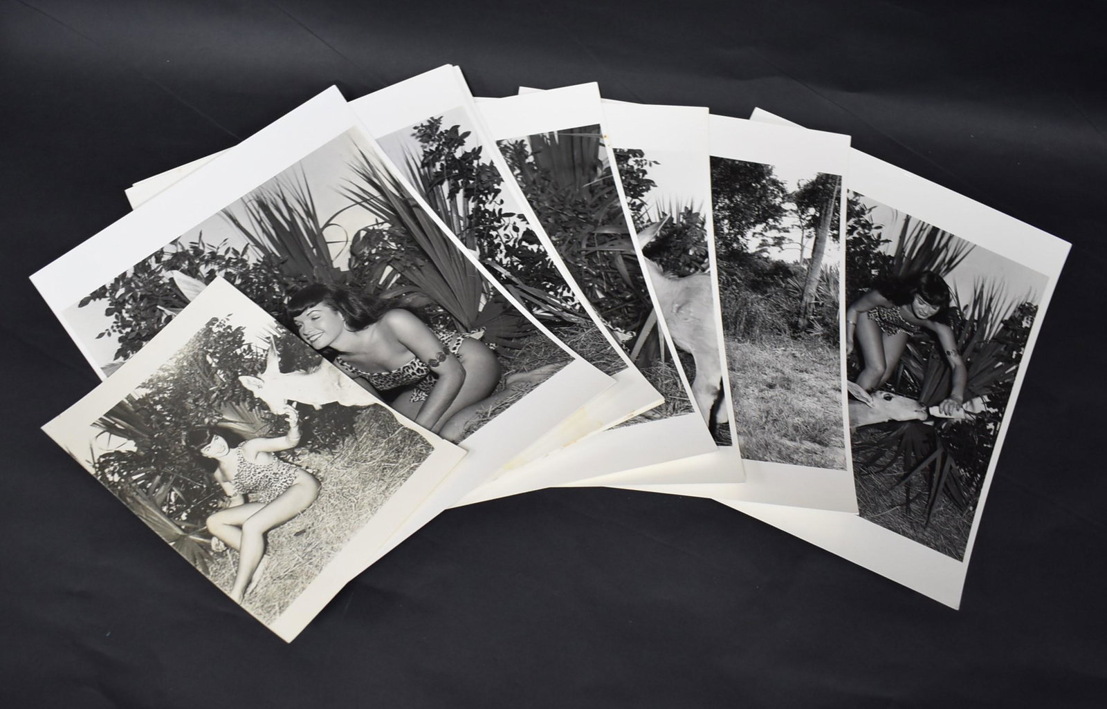 Eric Kroll Era Bettie Page Photos(9): Leopard outfit taken in Africa, U.S.A.. All with Yeager & Kroll backstamps. Double weight matte &/or semi-gloss silver gelatin. 8 inches x 10 inches. Included in the lot is a 5 inch x 7 inch photo wit