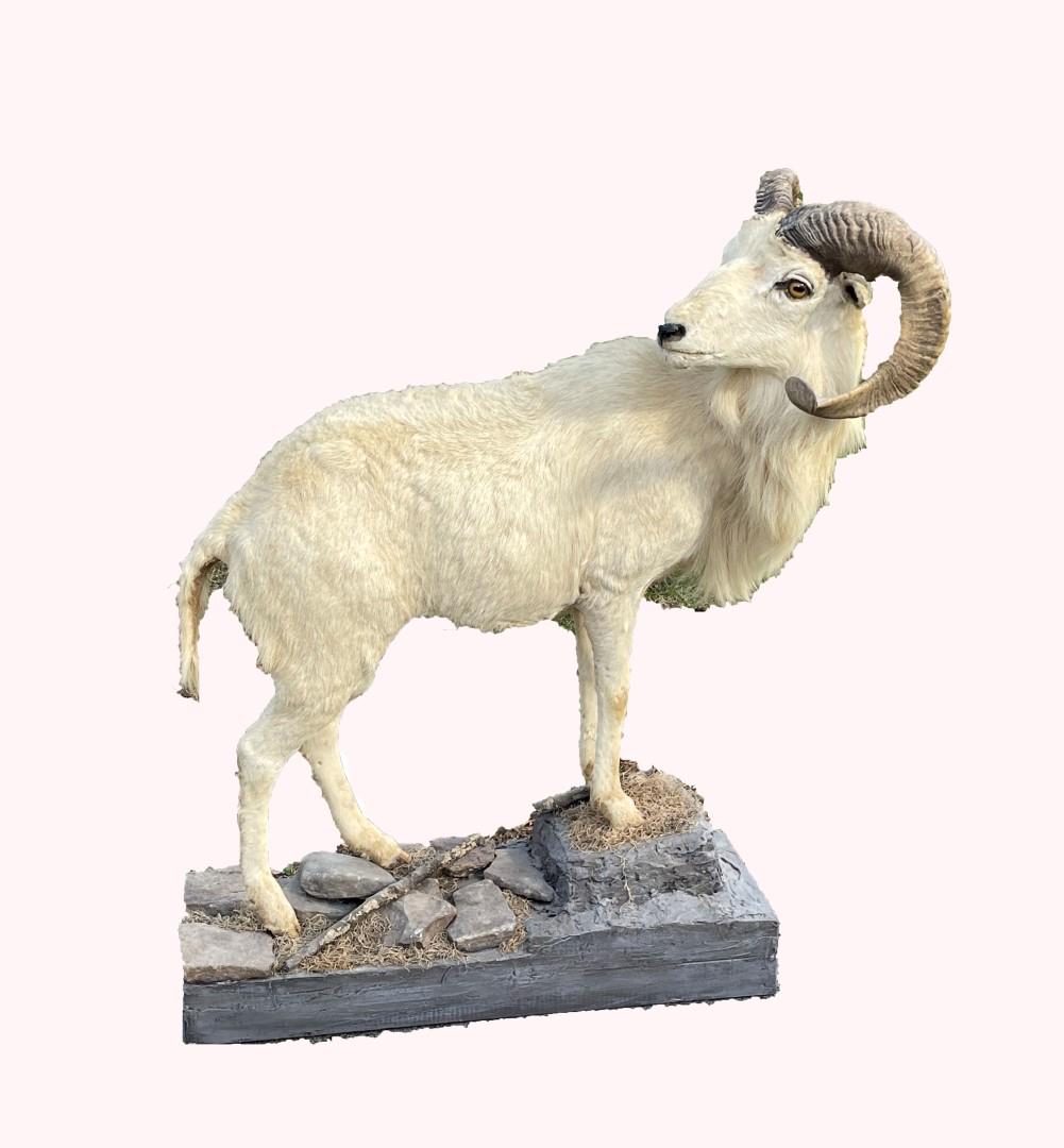 Alaskan Dall Ram Sheep Taxidermy Full Mount: Rare full mount on natural base. Turned head Alaskan Dall Ram;