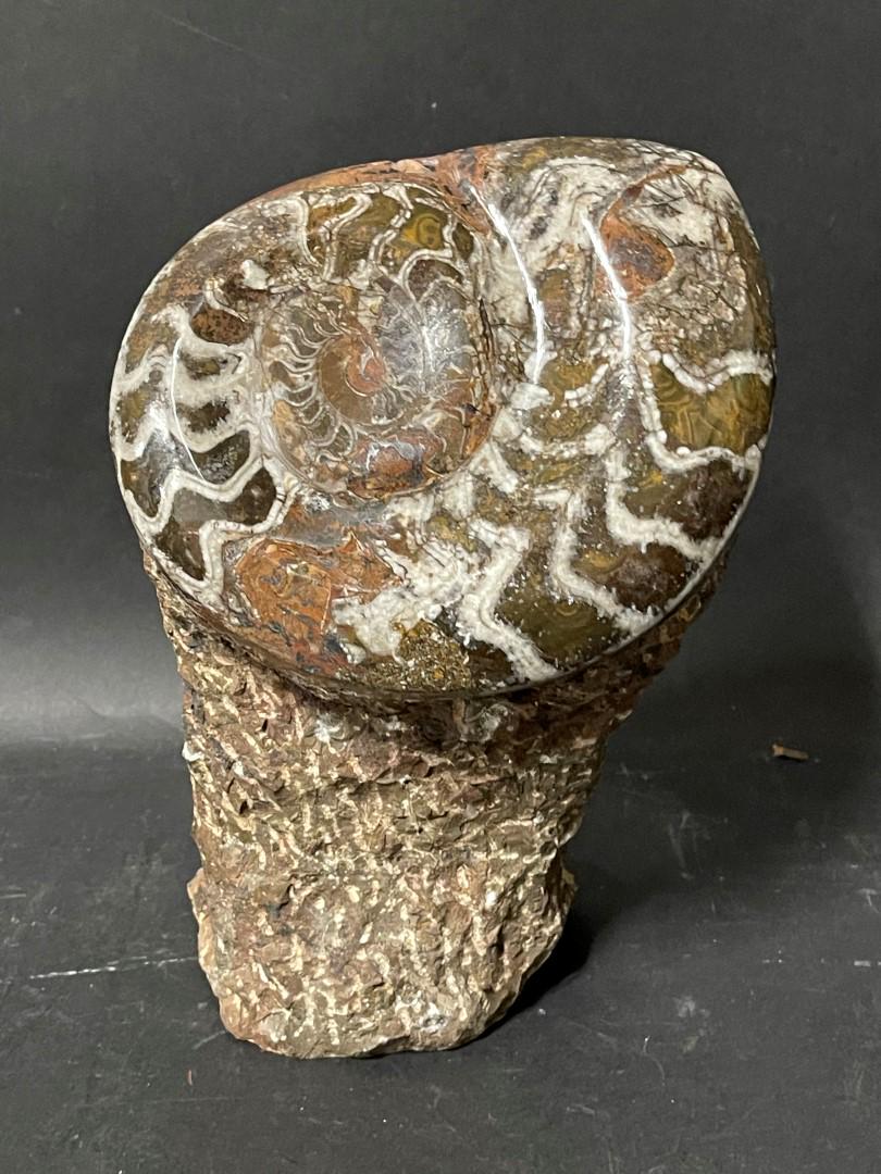 Polished Ammonite Fossil: Chiseled and polished Ammonite Fossil; 8in. X 5.5in.W.