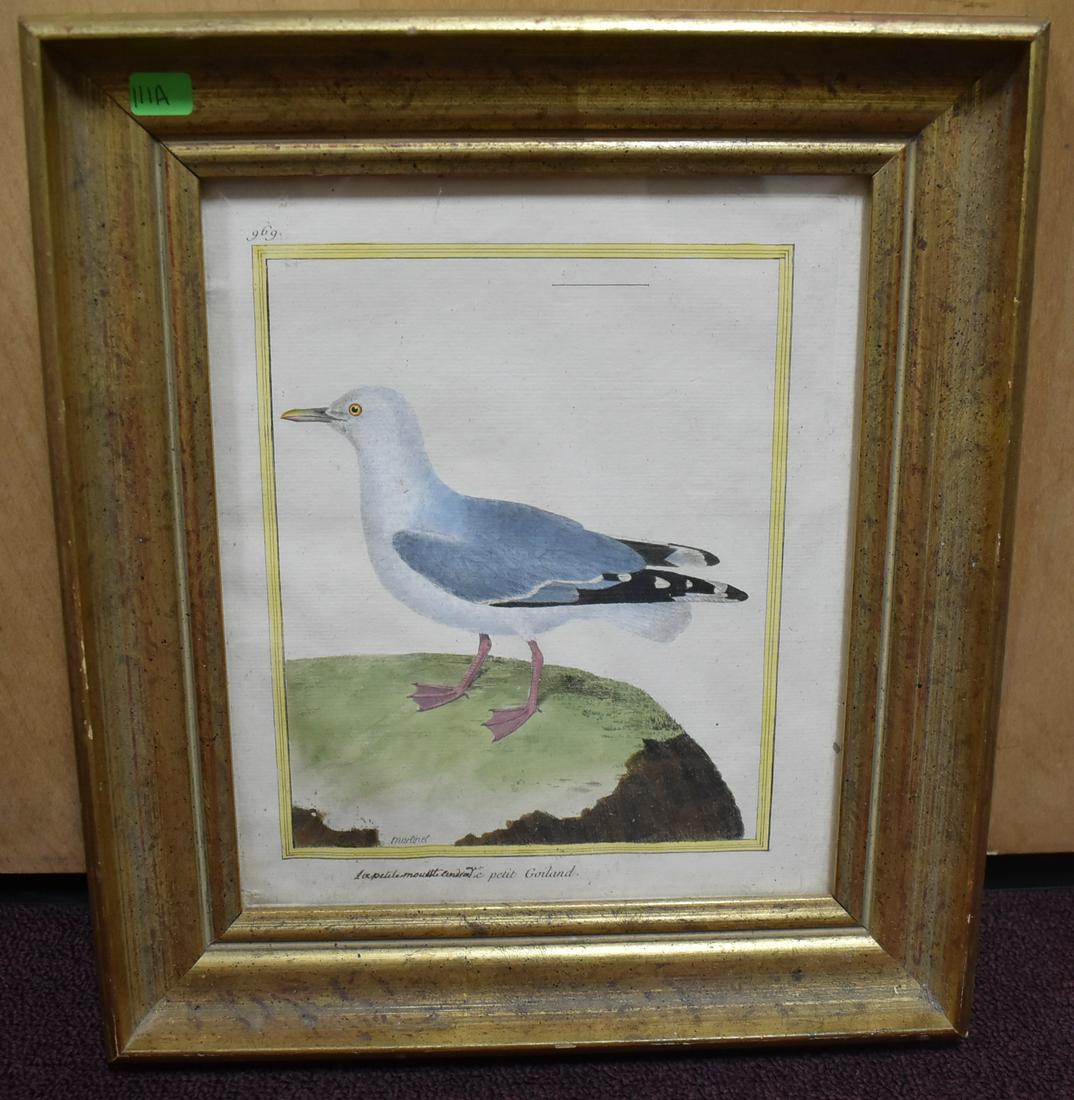 1783 Hand Colored Engraving Bird, Francois Martinet (1 of 6)