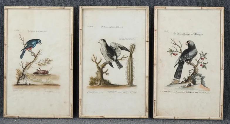 George Edwards; Three(3) 18thC. Ornithological Prints (1 of 8)