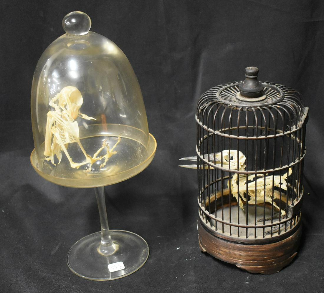 Complete Bird Skeletons (2) (1 of 3)