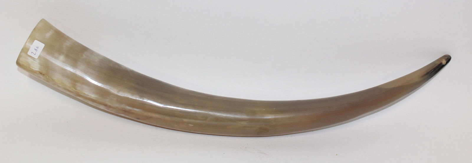Antique Horn Decoration: Horn decoration. Purpose unknown. 20.5" tall.