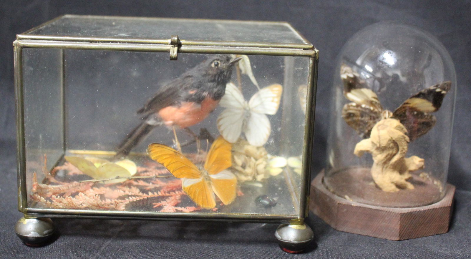 Bird and Butterfly Taxidermy Displays (2) (1 of 5)