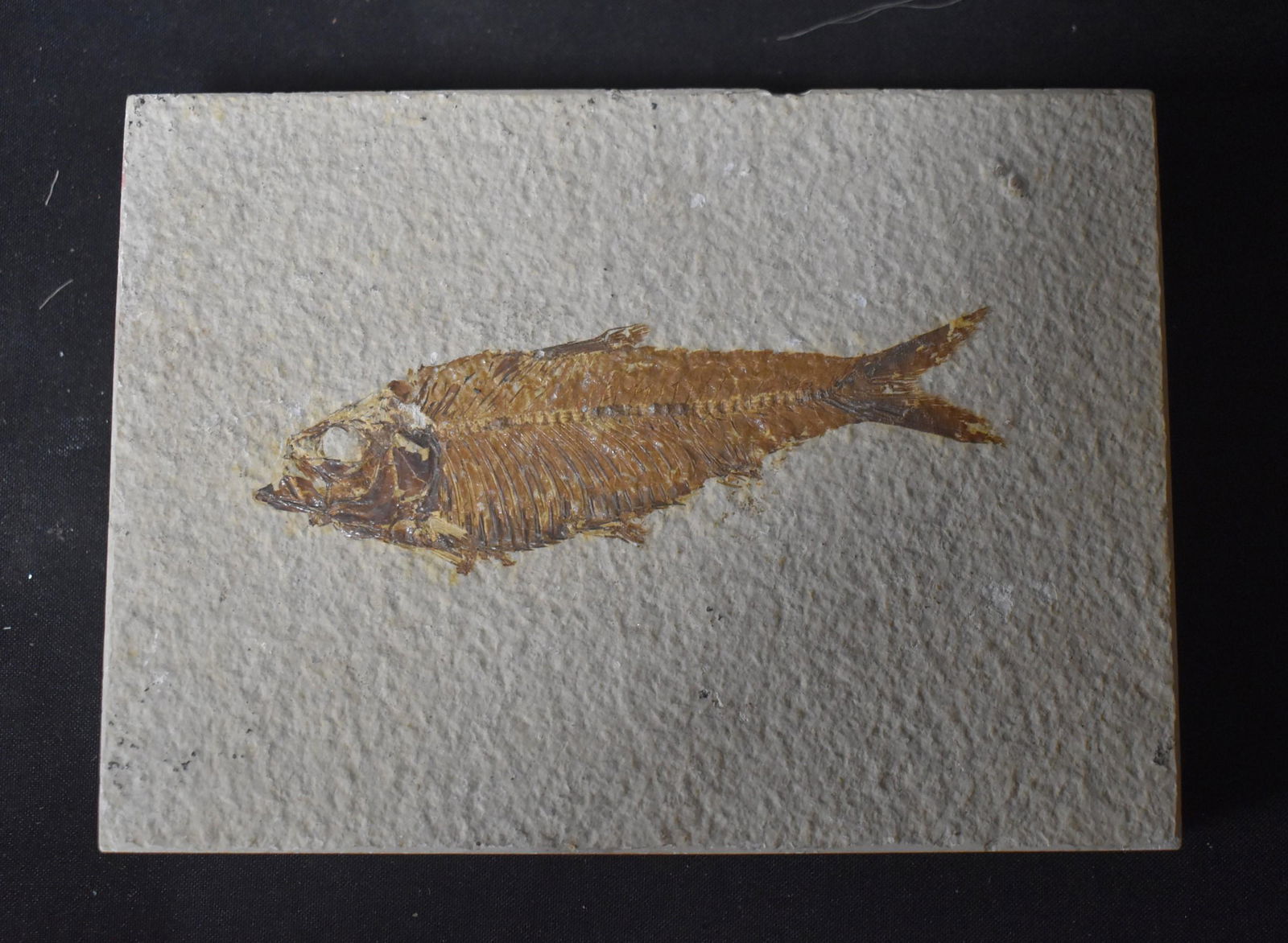 Large Fossil Fish: 5"L