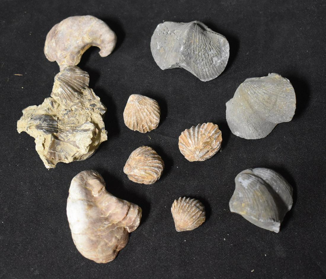 Lot of Fossil Shells (10): Ten in the lot. Germany