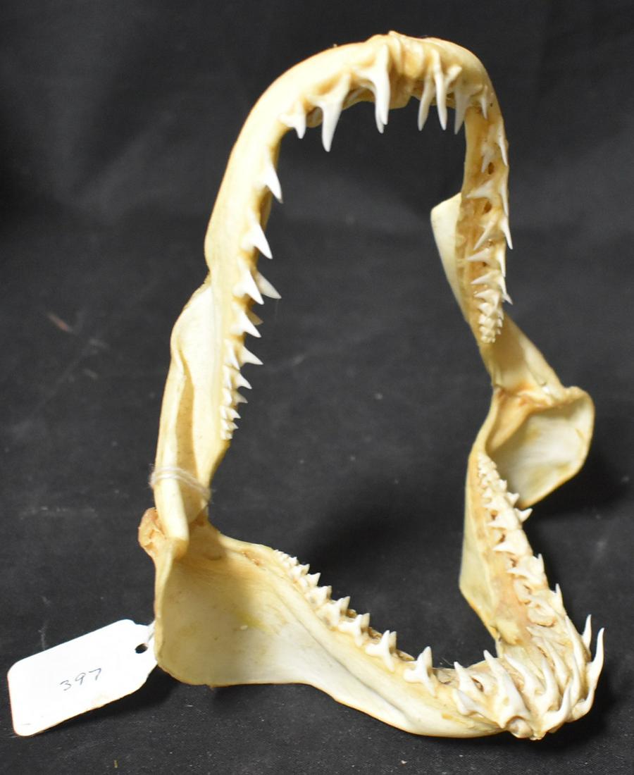 Mako Shark Jaw (1 of 1)