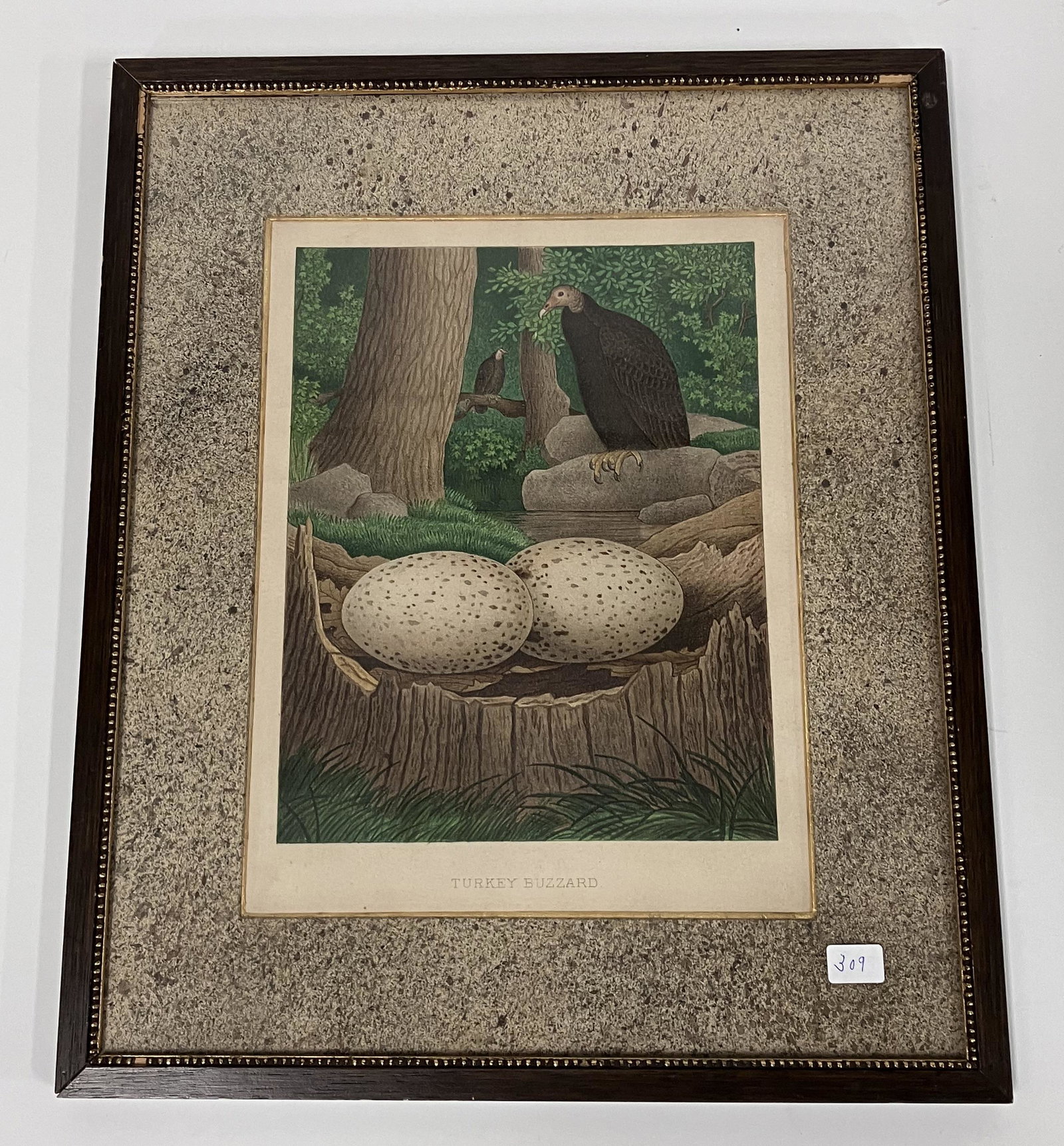 Lithograph Turkey Buzzard: Matted and framed. 15.25"H x 12.75"W.