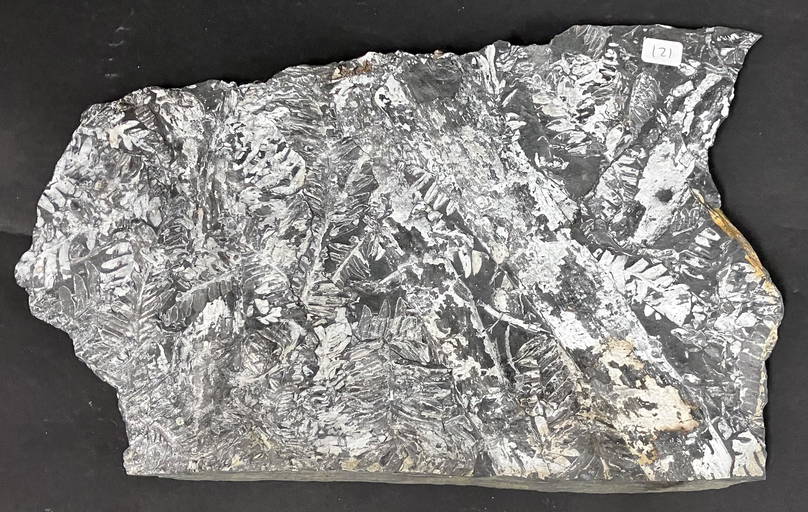 Plant Fossil Pennsylvania