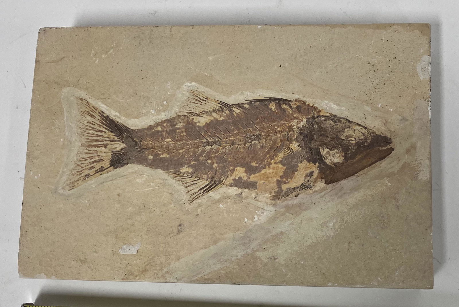 Fish Fossil: From Wyoming