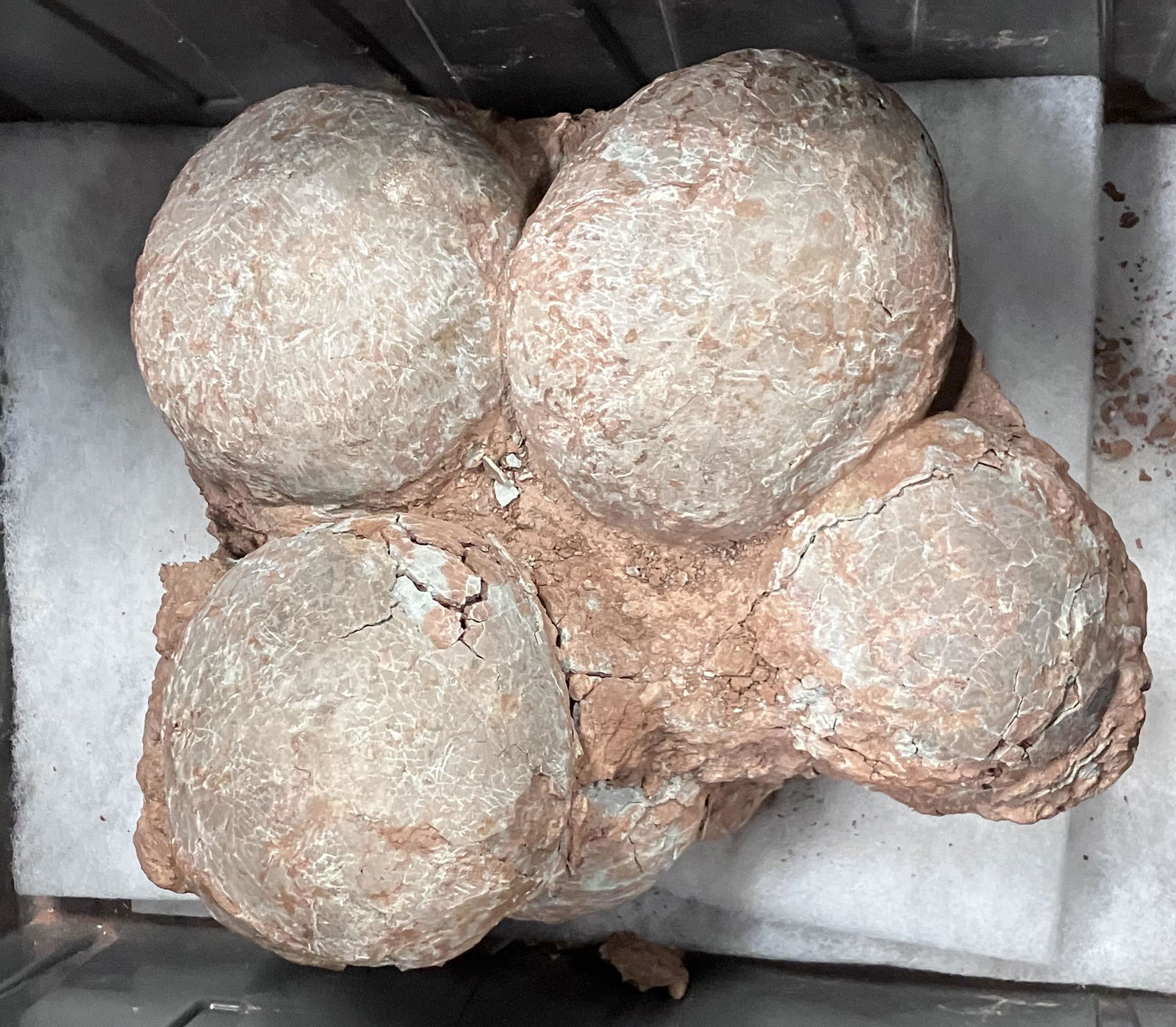 Rare and Important Cluster of Dinosaur Eggs (5) (1 of 1)