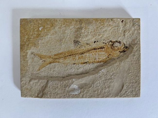 Fossil Fish on Sandstone. Green River: 4"H x 6"W
