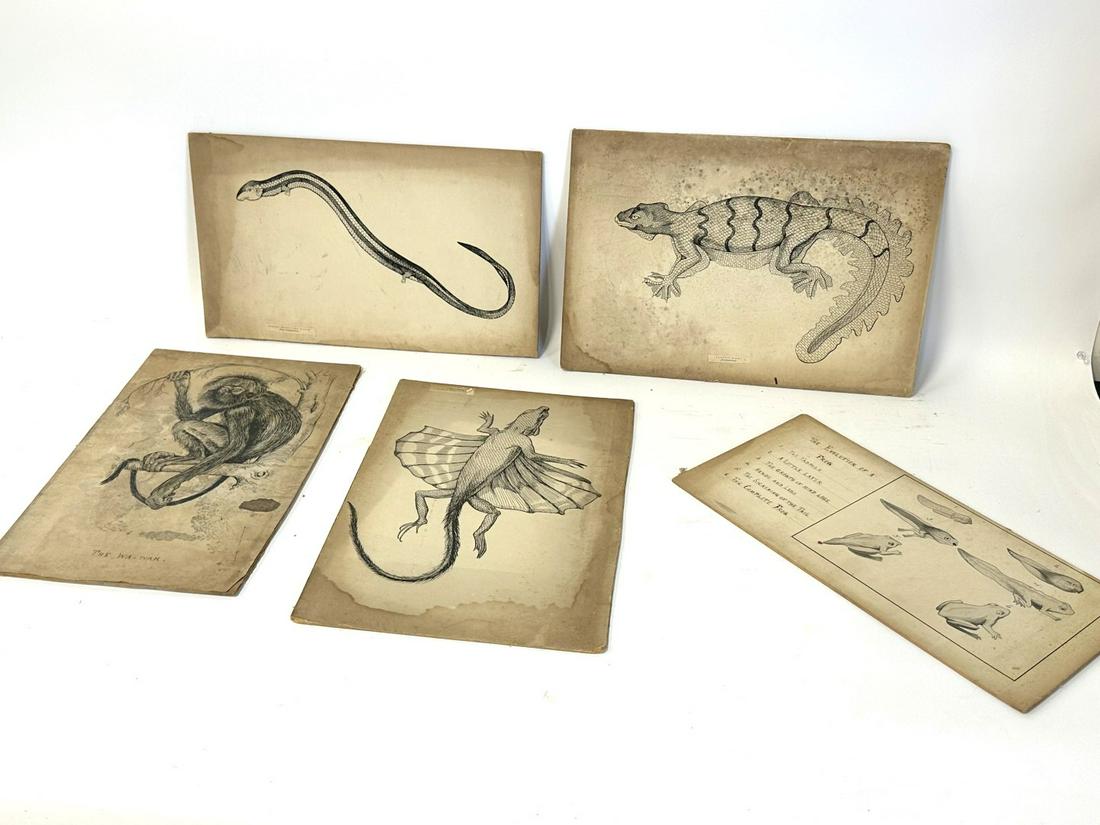 Five(5) Original Pen and Ink Reptile and Animal Drawings (1 of 6)