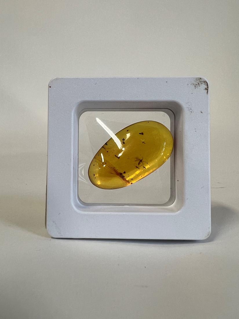 Dominican Republic Amber w/Mosquito Fossil: And other insects.