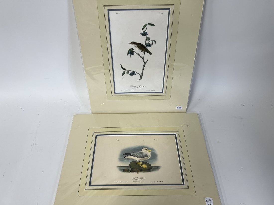 Audubon Lithographs (2) (1 of 3)