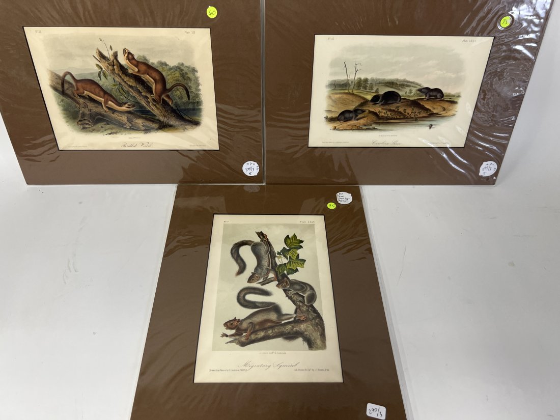 Audubon Lithographs (3) (1 of 4)