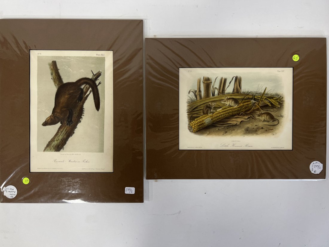 Audubon Lithographs (2) (1 of 3)