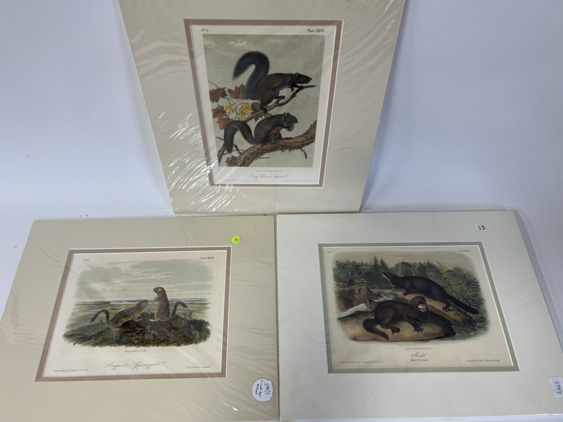 Audubon Lithographs (3) (1 of 4)