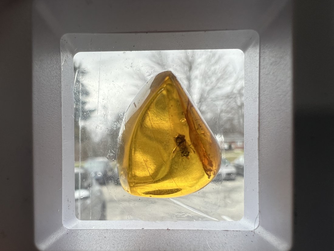 Dominican Republic Amber with Fossil Beetle: As pictured