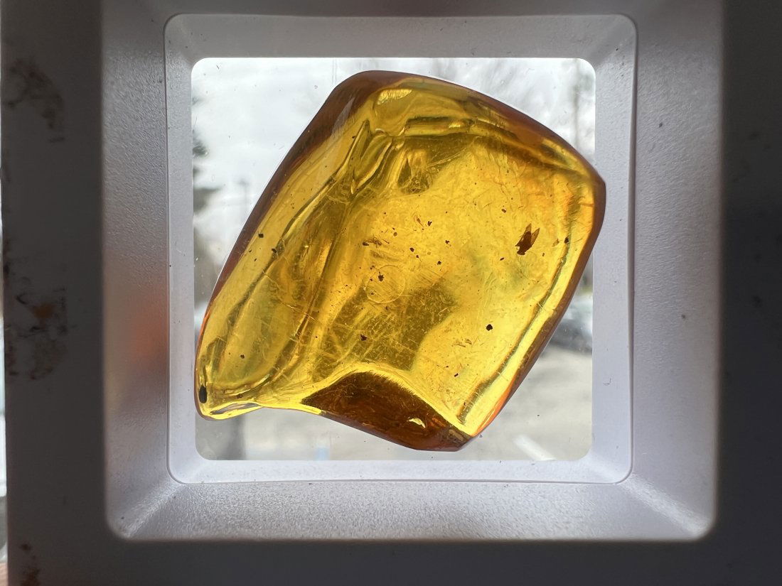 Dominican Republic Amber with Fossil Fly (1 of 2)