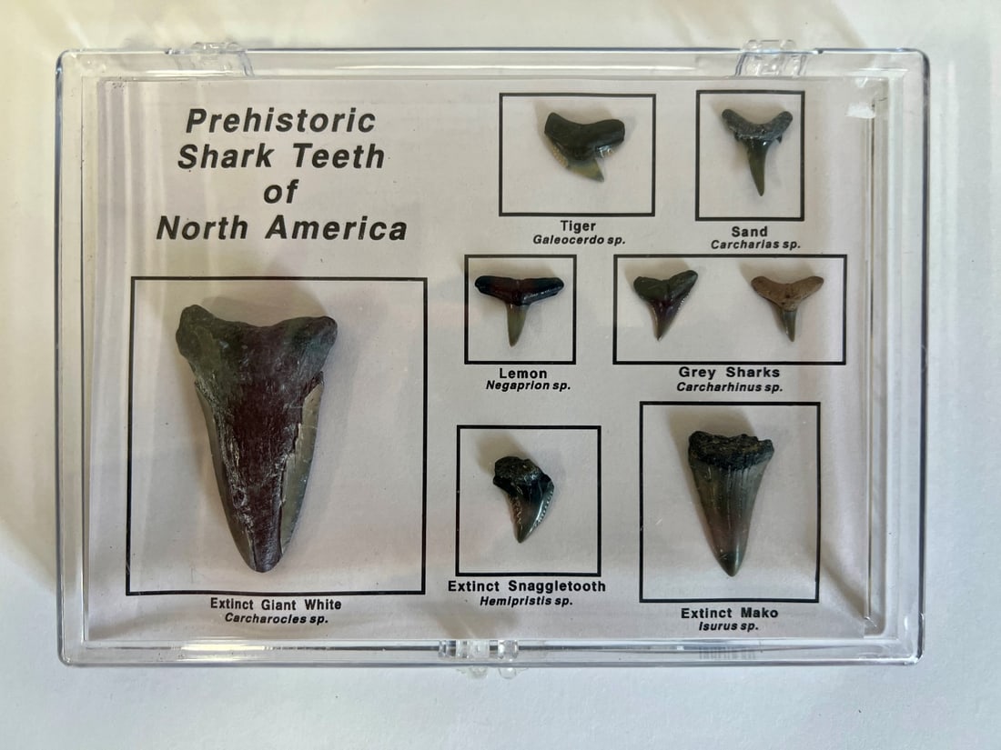 Fossil Shark Teeth Set: As pictured Case is 5 1/4"H x 7 1/4"W