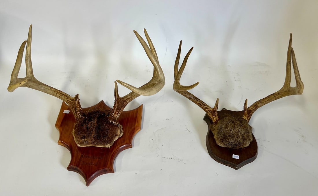 Mounted Deer Antlers (2) (1 of 4)