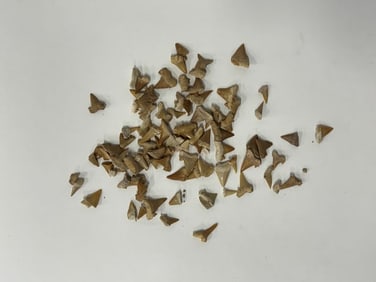 Sharks Teeth (Aoprox. 100)