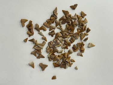 Fossilized Shark's Teeth