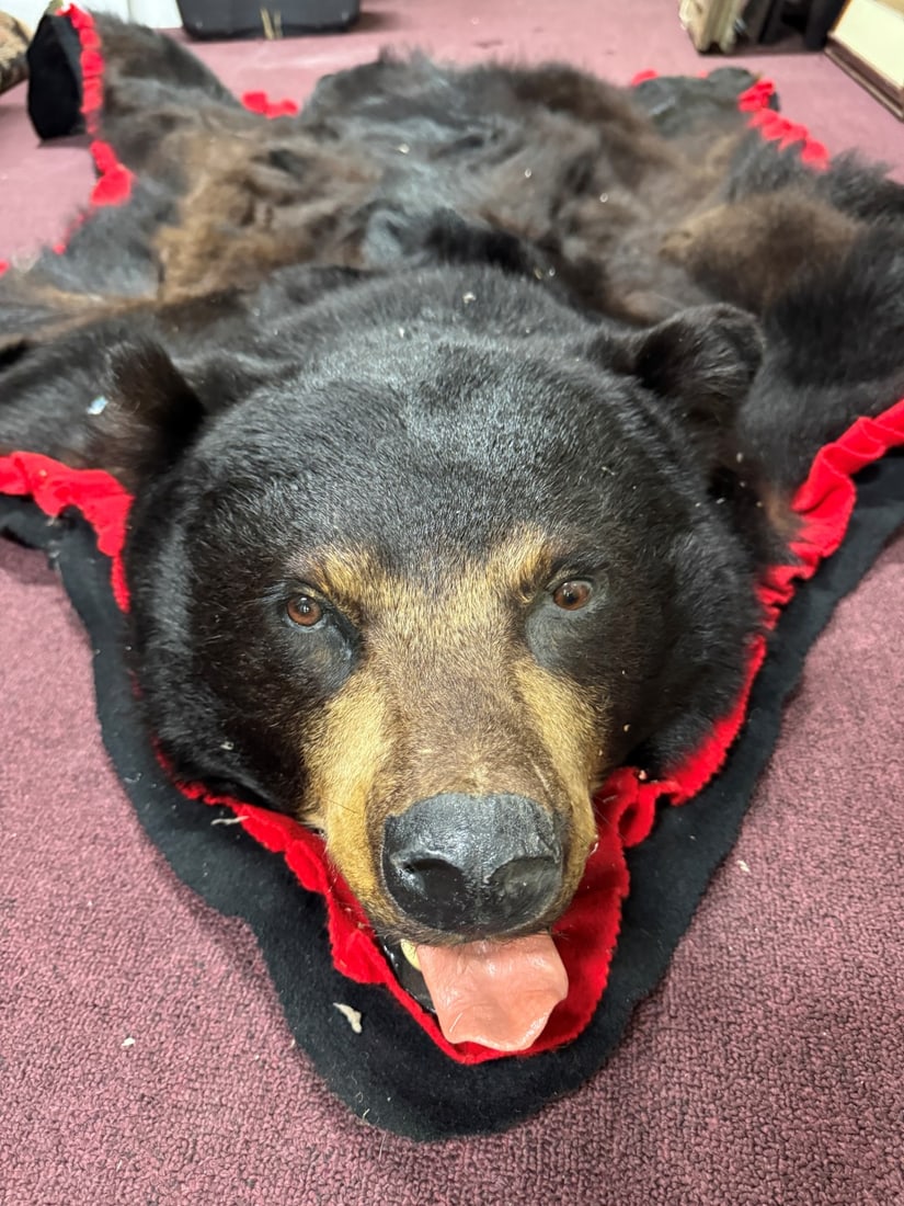 Full Bodied Bear Rug: As pictured. Good condition