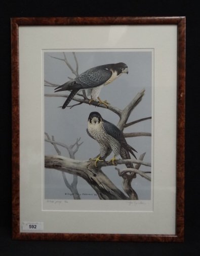 Roger Tory Peterson Artist Proof: Lord of the Air: Peregrine Falcon. Signed and marked AP 9/56/950. 18.5"H. x 13.25"W. Unframed.