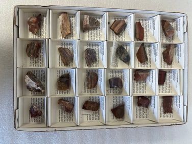 Flat of 24 Pcs. Petrified Wood