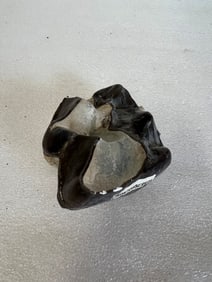 Fossil Bronotherum Tooth. South Dakota
