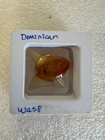 Dominican Republic Fossil Amber w/Wasp