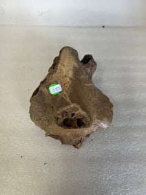 Pre-Historic Lower Jar Bone
