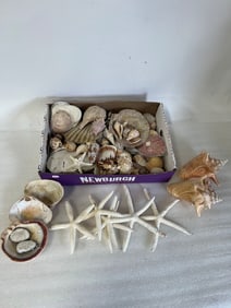 Large Box of Seashells Varying types.