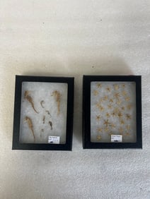 Tiny Star Fish and Tiny Seahorses