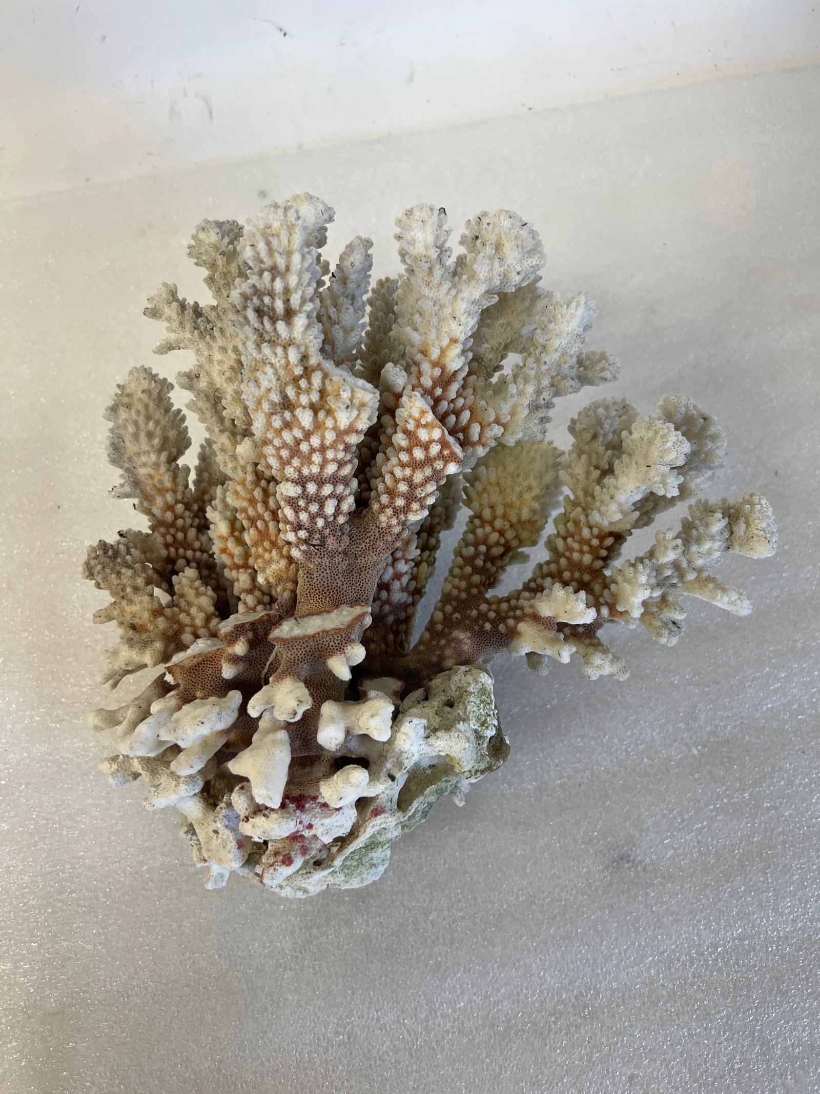 Salt Water Coral-Large Pc.: With branching stem. A few broken toward the bottom. Great for a salt water tank.