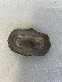 Ancient Fossil