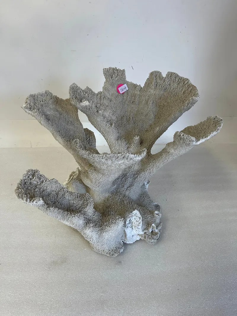 Salt Water Coral-Large Pc.: One small repair Great for salt water tank. 12H