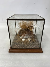 Taxidermy Quail
