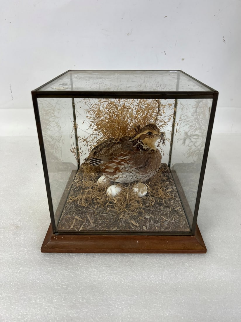 Taxidermy Quail: 9 1/2" H by 10" W