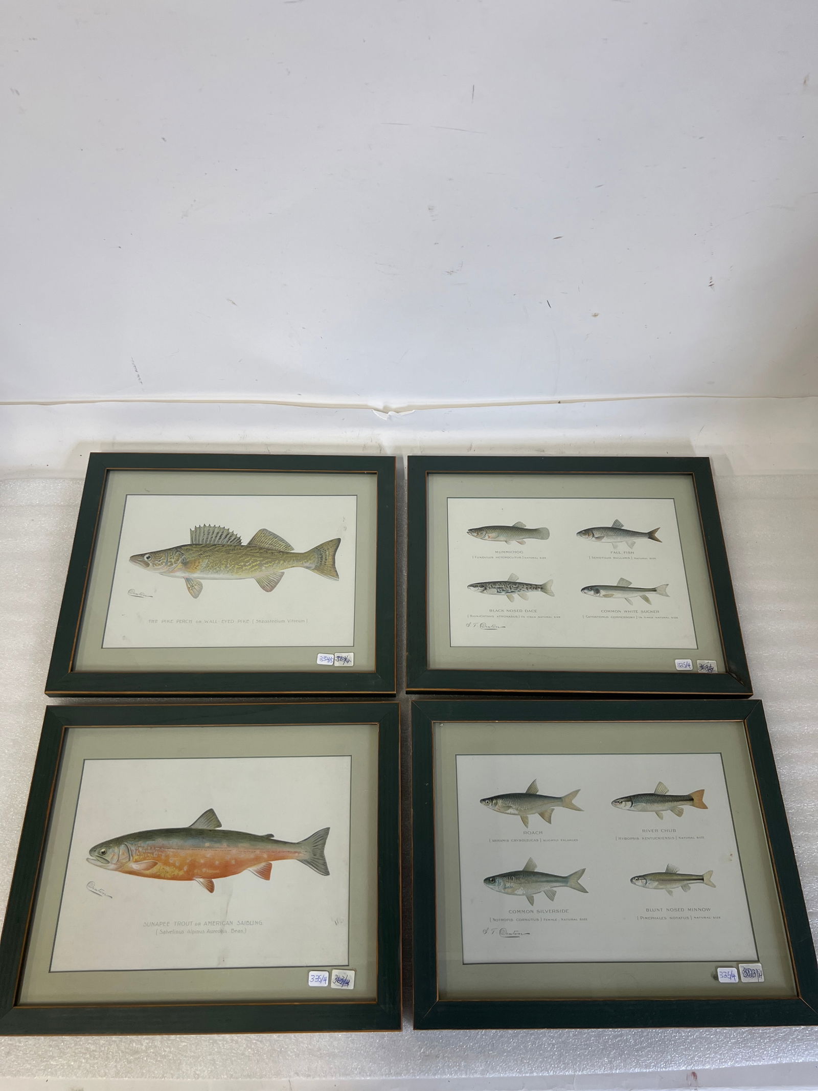 S. F. Denton Fish Lithographs (4) (1 of 3)