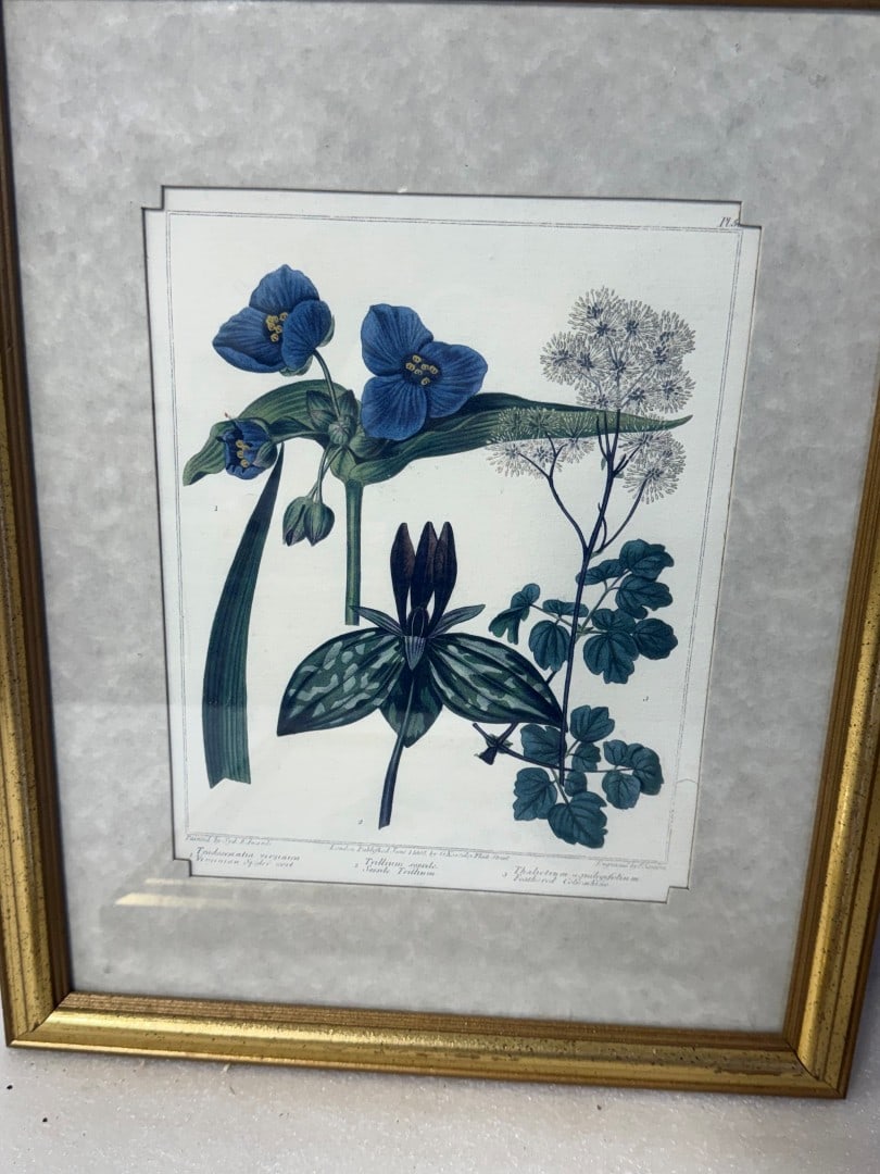 Four(4) Framed Botanical Prints - 3