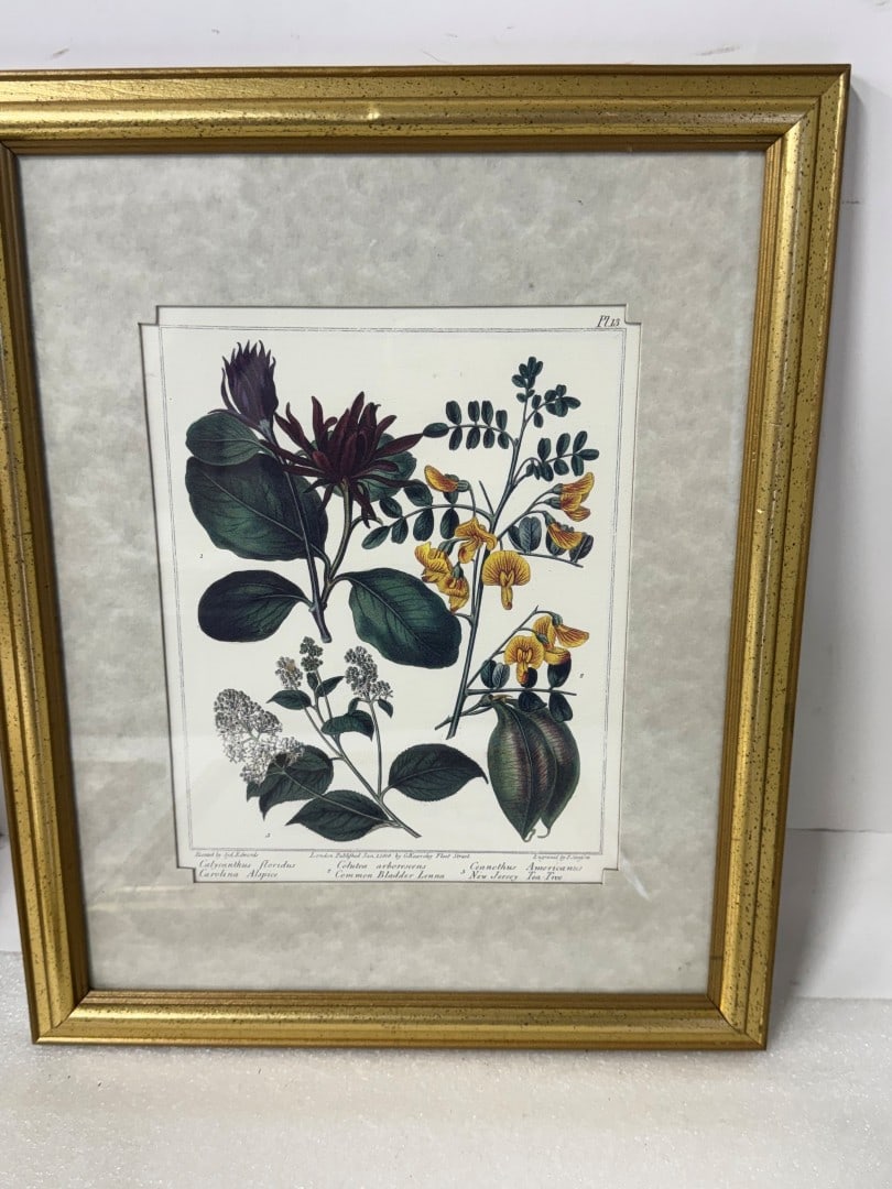 Four(4) Framed Botanical Prints - 4