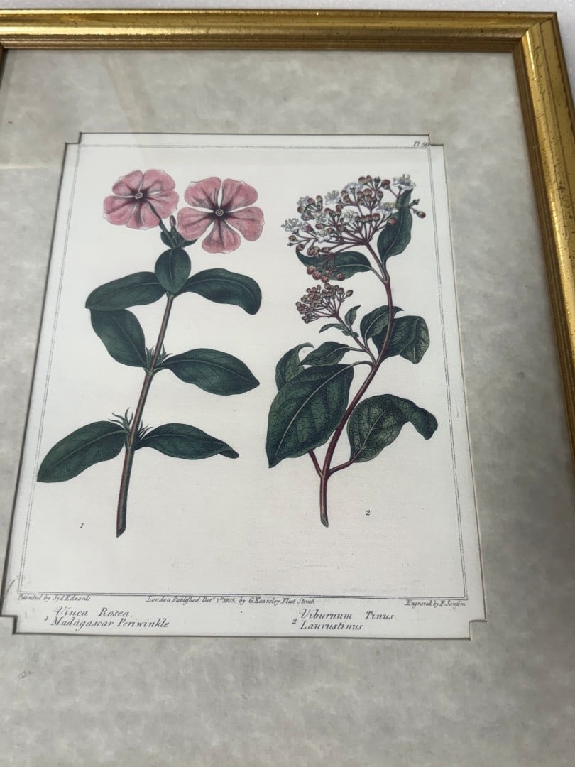 Four(4) Framed Botanical Prints - 5