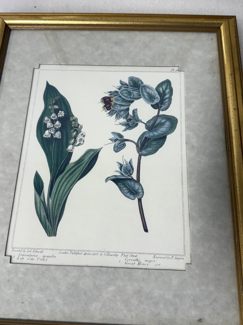 Four(4) Framed Botanical Prints - 6
