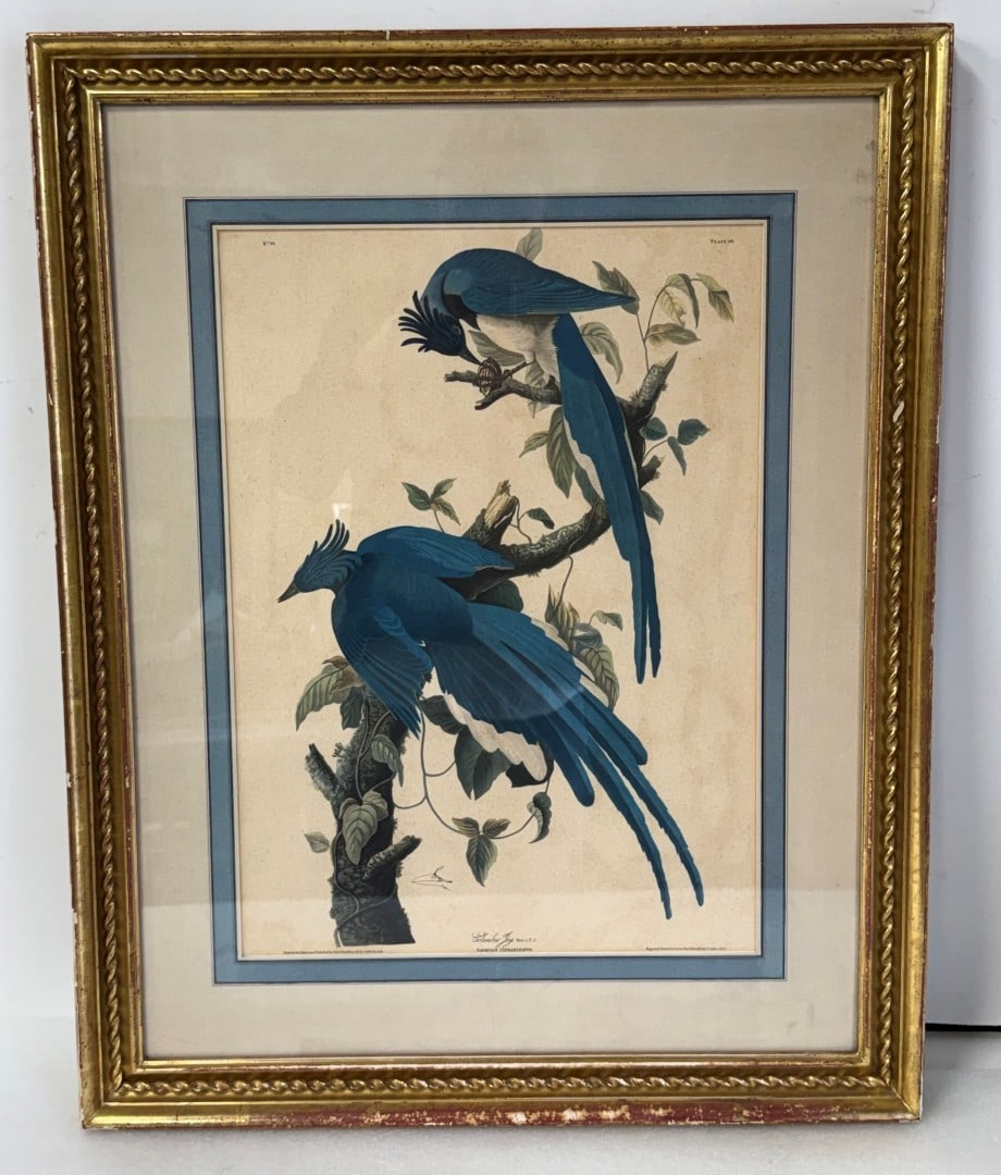 John James Audubon(after); Framed Lithograph "Columbia Jay" (1 of 8)
